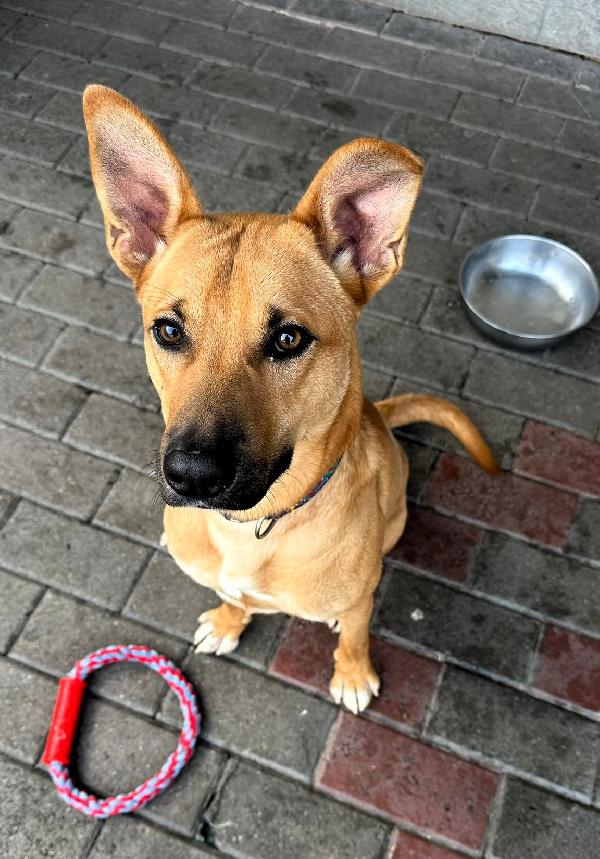 SIMBA BELLISSIMO LUPETTO Foto 7